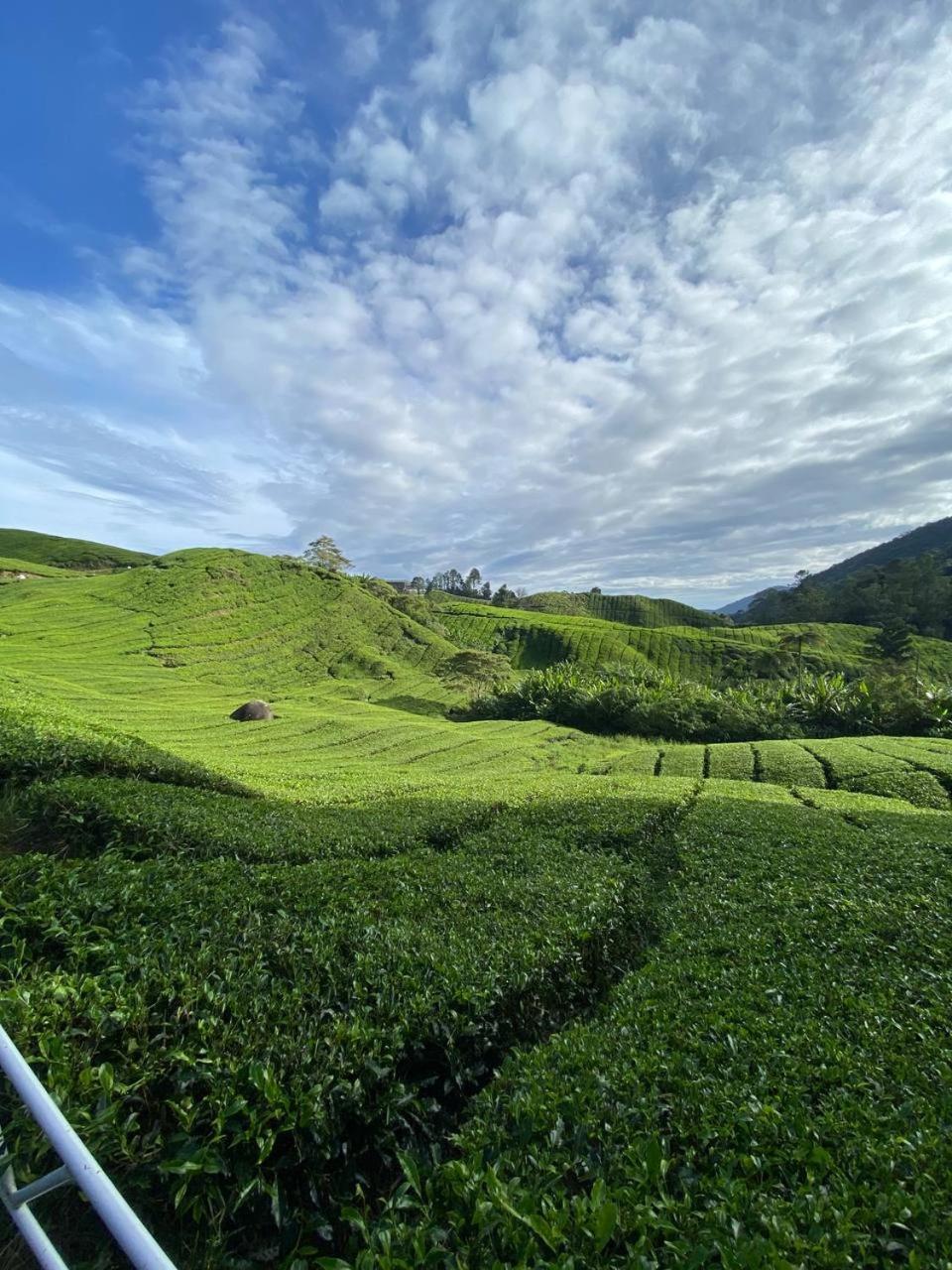 Love Lodge Brinchang, Cameron Highlands Tanah Rata Dış mekan fotoğraf