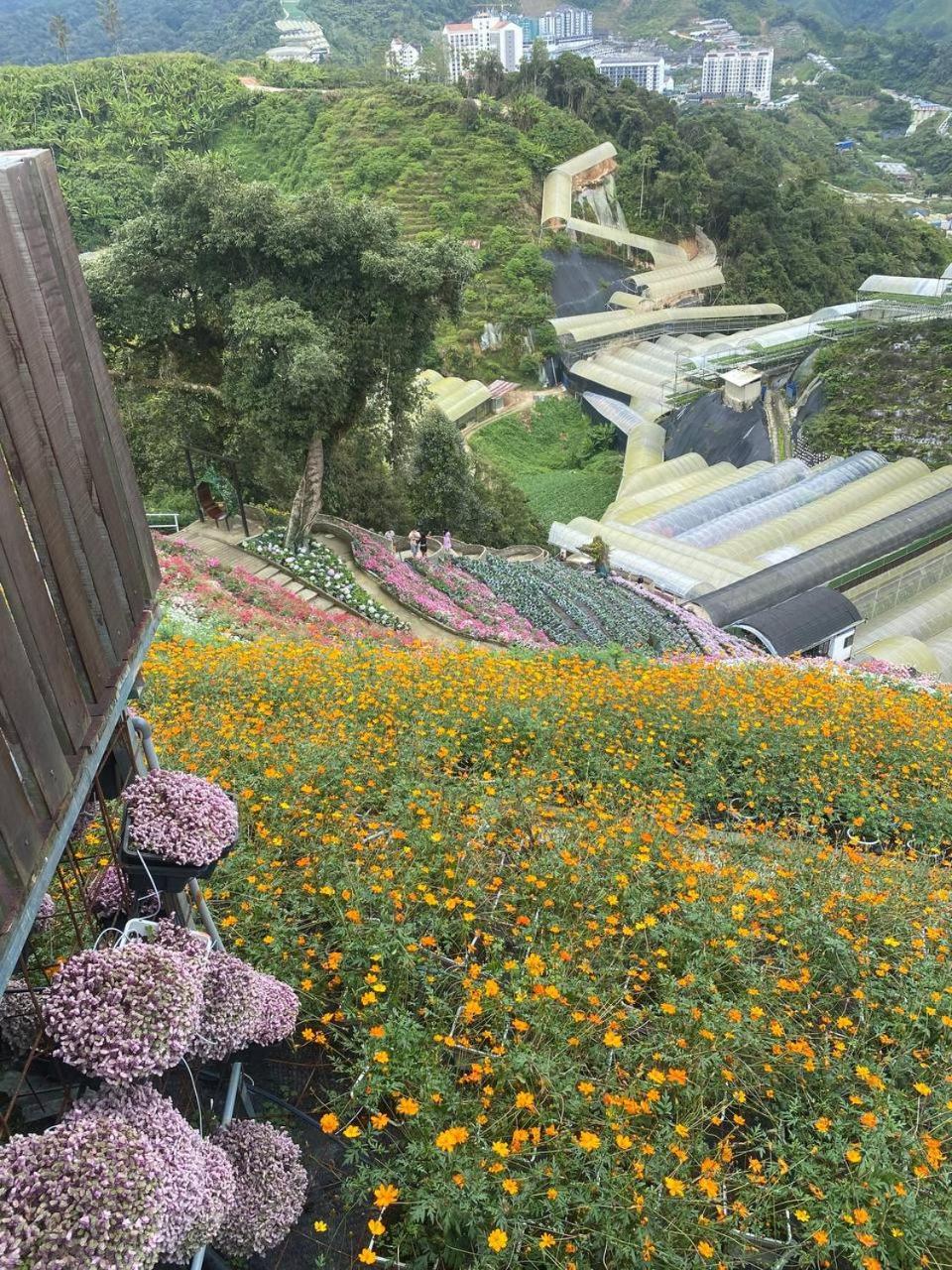 Love Lodge Brinchang, Cameron Highlands Tanah Rata Dış mekan fotoğraf